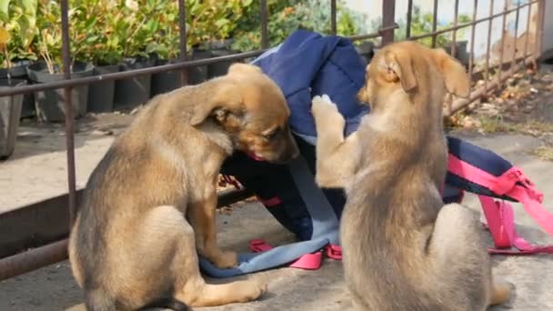 Αστεία κουτάβια σκυλιών παίζει με το σακίδιο πορεία γυναίκες ή μια τσάντα στο δρόμο — Αρχείο Βίντεο