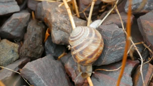 A grape snail crawls over the stones in an autumn day — Stock Video