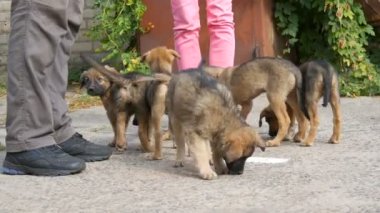 Kadın ve erkek sokakta evsizlere ekmek yediriyor.