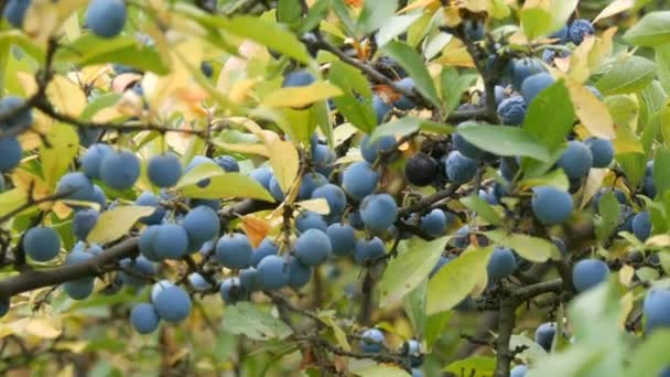 Um arbusto de bagas azuis escuras Espinho ou Blackthorn ou Prunus spinosa — Vídeo de Stock