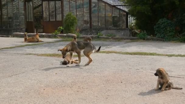 Sem-teto mãe cão e pai cão cercado por filhotes na rua — Vídeo de Stock