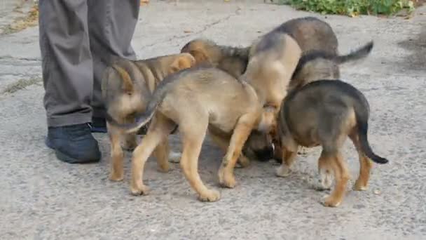 Een zwerm grappige dakloze puppy 's gevoed door een man. Hongerige honden op straat die eten geven — Stockvideo