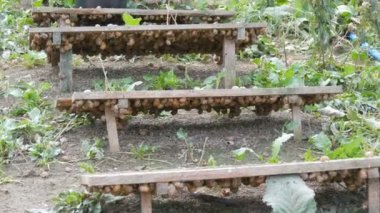 Tahta tahtaların altındaki salyangoz çiftliğinde çok sayıda salyangoz, bol miktarda protein ve kozmetolojide kullanışlı mukus içeren bir lezzet. Salyangozların yetiştiği tarla, tahtalar hayvanları güneşten korur.