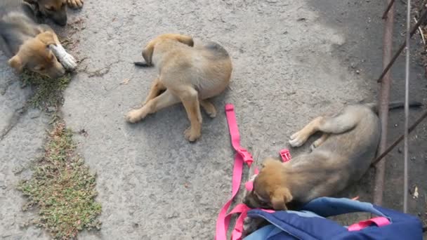 Cachorros pequenos engraçados do cão que jogam com a mochila das mulheres marchando ou um saco na rua — Vídeo de Stock