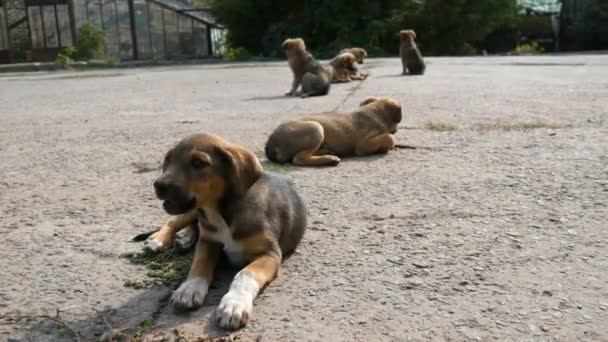 Uno stormo di piccoli cuccioli senzatetto che corrono per strada. Un cucciolo che mangia un osso — Video Stock