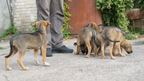 Uno stormo di simpatici cuccioli senzatetto nutriti da un uomo. Cani affamati per strada che danno cibo — Video Stock