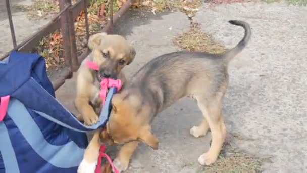 Cachorros pequenos engraçados do cão que jogam com a mochila das mulheres marchando ou um saco na rua — Vídeo de Stock