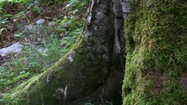 Yeşil yosunlarla kaplanmış büyük bir ağaç. Ormanda ağaç kabuğu