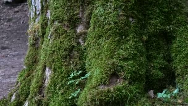 Yeşil yosunlarla kaplanmış büyük bir ağaç. Ormanda ağaç kabuğu — Stok video
