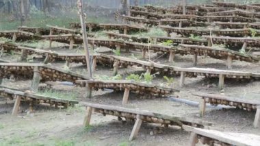 Tahta tahtaların altındaki salyangoz çiftliğinde çok sayıda salyangoz, bol miktarda protein ve kozmetolojide kullanışlı mukus içeren bir lezzet. Salyangozların yetiştiği tarla, tahtalar hayvanları güneşten korur.