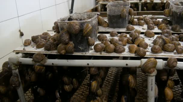 Cold chamber for the number of snails on a snail farm, a delicacy with a lot of healthy protein and useful mucus in cosmetology. Snails crawling on the ground and boxes — Stock Video