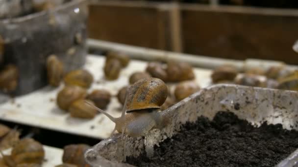 Cold chamber for the number of snails on a snail farm, a delicacy with a lot of healthy protein and useful mucus in cosmetology. Snails crawling on the ground and boxes — Stock Video