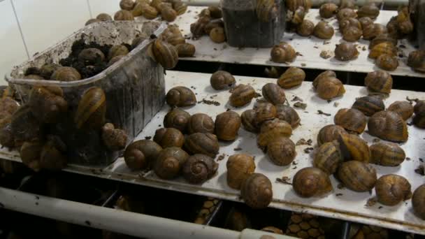Cold chamber for the number of snails on a snail farm, a delicacy with a lot of healthy protein and useful mucus in cosmetology. Snails crawling on the ground and boxes — Stock Video