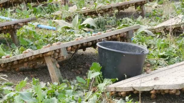 A large number of snails on a snail farm under wooden boards, a delicacy with a large amount of protein and useful mucus in cosmetology. Field where snails are grown, boards protect animals from sun — Stock Video