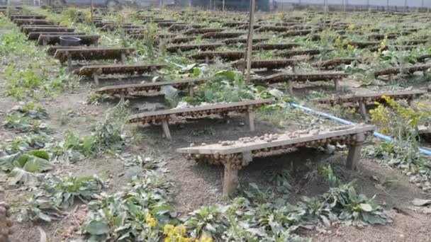 A large number of snails on a snail farm under wooden boards, a delicacy with a large amount of protein and useful mucus in cosmetology. Field where snails are grown, boards protect animals from sun — Stock Video