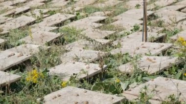 Tahta tahtaların altındaki salyangoz çiftliğinde çok sayıda salyangoz, bol miktarda protein ve kozmetolojide kullanışlı mukus içeren bir lezzet. Salyangozların yetiştiği tarla, tahtalar hayvanları güneşten korur.