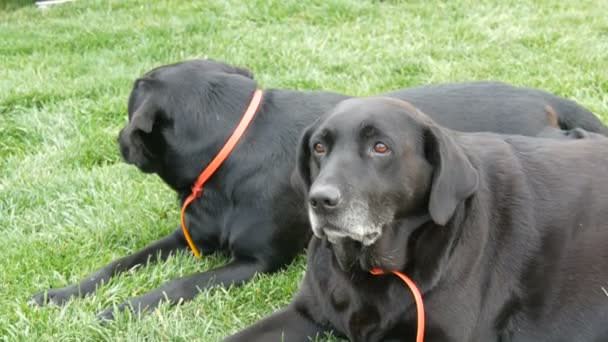 Dois grandes velhos labradores pretos cão mentira na grama verde — Vídeo de Stock