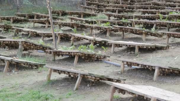 Velké množství hlemýžďů na šnečí farmě pod dřevěnými deskami, delikatesa s velkým množstvím bílkovin a užitečným hlenem v kosmetice. Pole, kde se šneci pěstují, prkna chrání zvířata před sluncem — Stock video