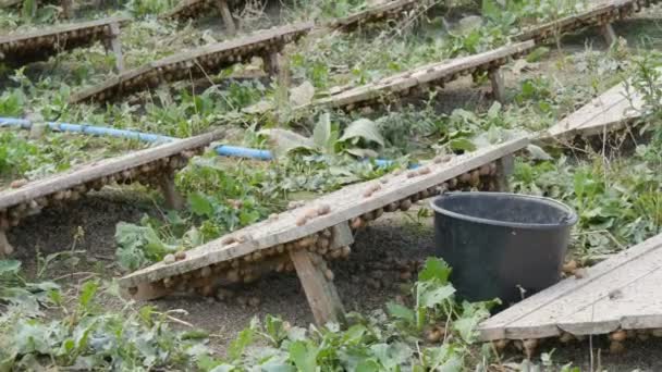 Un gran número de caracoles en una granja de caracoles bajo tablas de madera, una delicadeza con una gran cantidad de proteína y mucosidad útil en cosmetología. Campo donde se cultivan los caracoles, las tablas protegen a los animales del sol — Vídeos de Stock