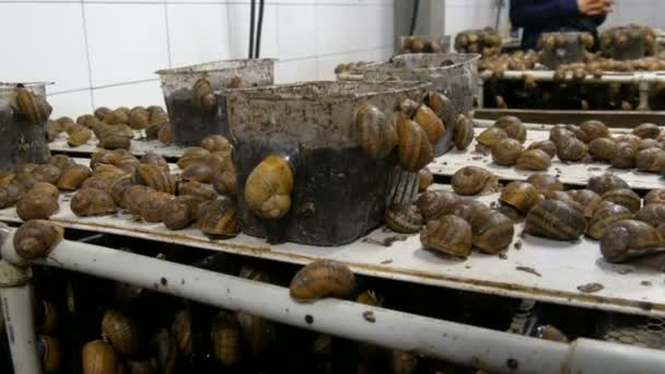 Cold chamber for the number of snails on a snail farm, a delicacy with a lot of healthy protein and useful mucus in cosmetology. Snails crawling on the ground and boxes — Stock Video