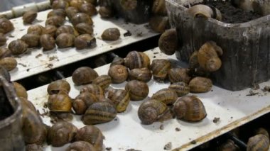 Salyangoz çiftliğindeki salyangoz sayısı için soğuk bir oda. Bol miktarda sağlıklı protein ve kozmetolojide kullanışlı mukus içeren bir lezzet. Salyangozlar yerde sürünüyor ve kutular
