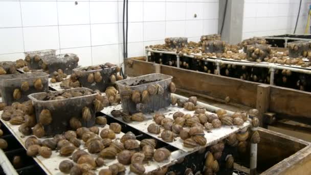 Cold chamber for the number of snails on a snail farm, a delicacy with a lot of healthy protein and useful mucus in cosmetology. Snails crawling on the ground and boxes — Stock Video