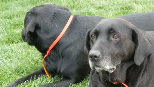 两只又大又老的黑色拉布拉多犬躺在绿草上 — 图库视频影像