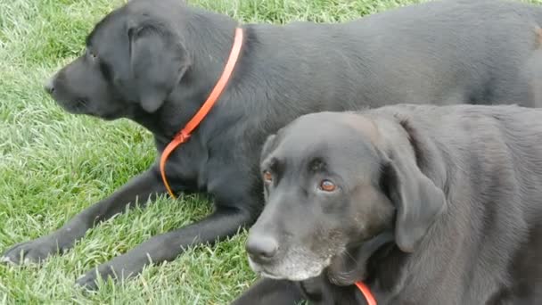 Dos grandes labradores negros viejos perro se encuentran en la hierba verde — Vídeos de Stock