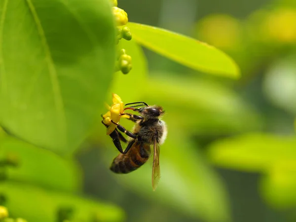 Bee Stock Photo