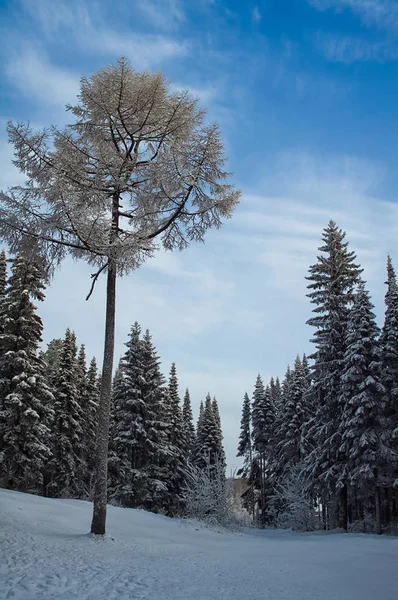 Winter landscape. Trees in the snow. Snow and frost.