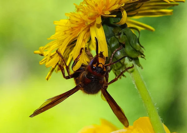 Wasp on a flower. Plant Pollination.