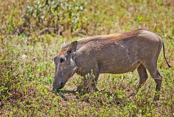 African warthog. Svinoobraznoe animals of the African savannah