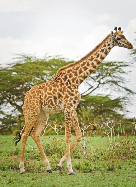 Giraffe in the wild. An animal with a long neck. Wild world of the African savannah