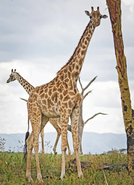 Giraffe in the wild. An animal with a long neck. Wild world of the African savannah