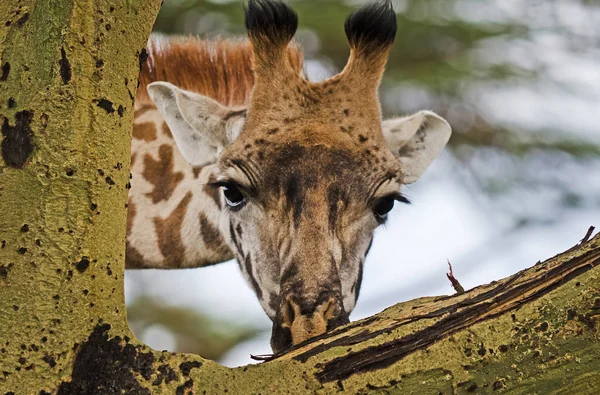 Giraffe in the wild. An animal with a long neck. Wild world of the African savannah