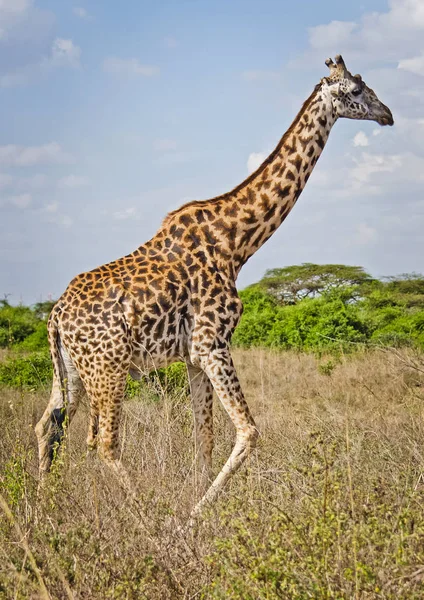 Giraffe in the wild. An animal with a long neck. Wild world of the African savannah