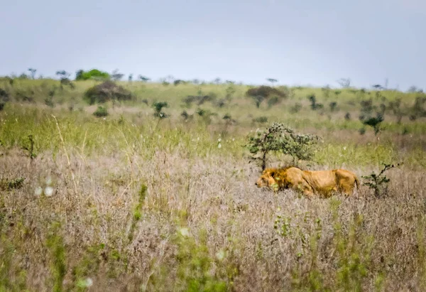 Antelope on the African savannah. Natural environment antelope habitat. Hoofed horned animal.