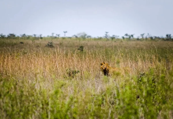 Antelope on the African savannah. Natural environment antelope habitat. Hoofed horned animal.