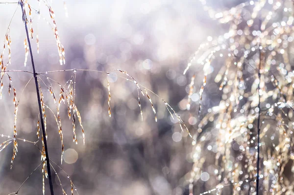 dry grass and spikelets of a cereal plant. Macro photo of grass