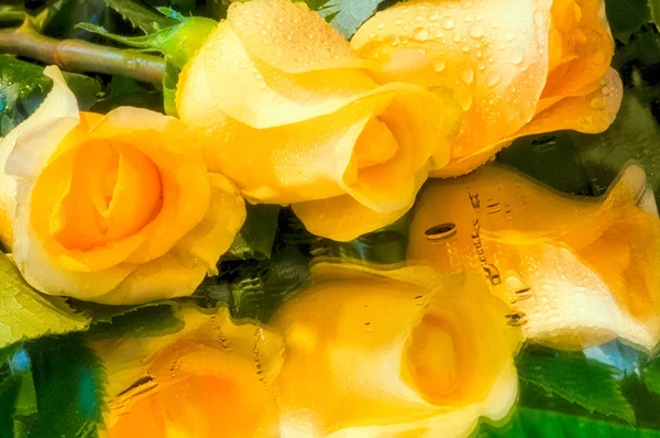 Flowers of roses in buds. Macro photography of flowers of roses.