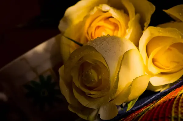 Flowers of roses in buds. Macro photography of flowers of roses.