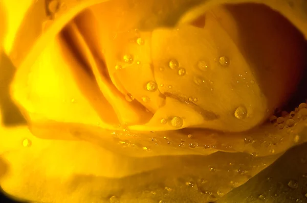 Flowers of roses in buds. Macro photography of flowers of roses.