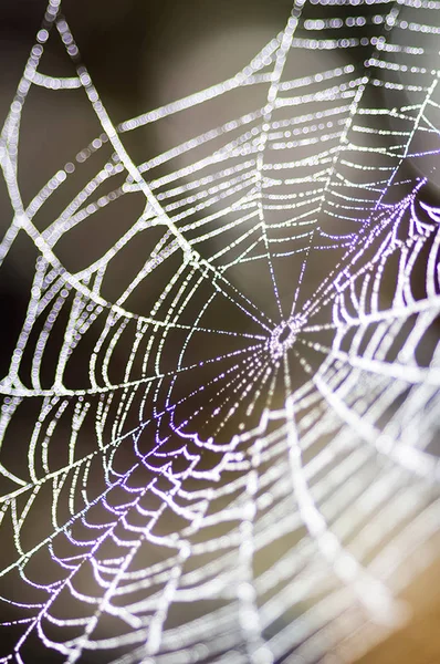 Macro photo of wildlife Spider web, trapping spider web. Macro photo of a spider web.