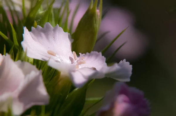 Macro photo of wildlife, flowers and leaves of plants