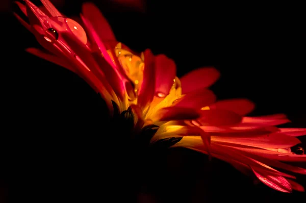 Macro photo of wildlife, flowers and leaves of plants