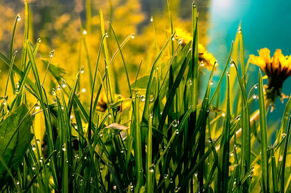 Macro photo of wildlife, flowers and leaves of plants