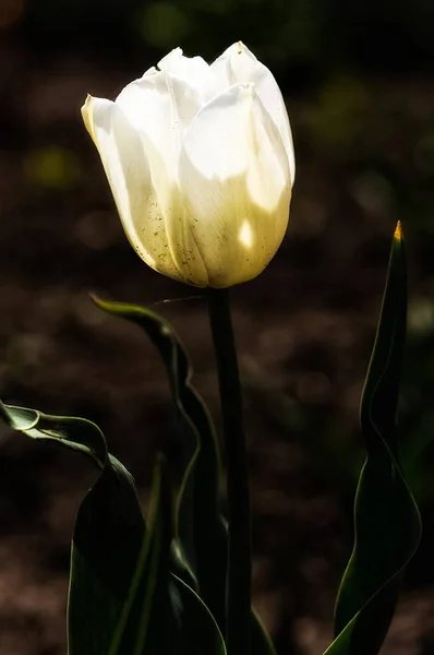 Macro photo of wildlife, flowers and leaves of plants