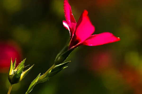 Macro photo of wildlife, flowers and leaves of plants