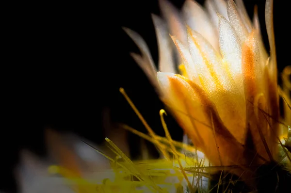 Macro photo of wildlife, flowers and leaves of plants