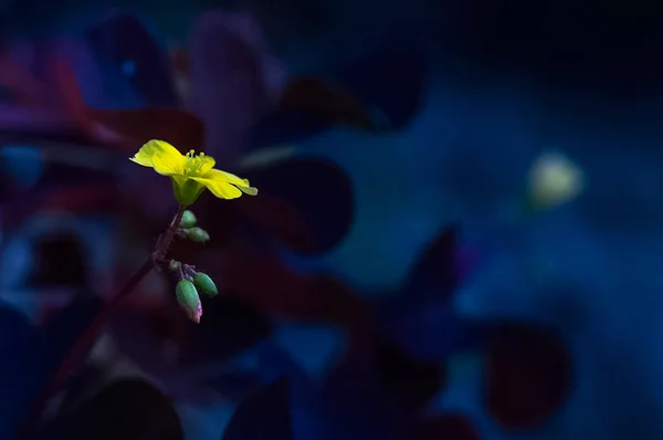 Macro photo of wildlife, flowers and leaves of plants